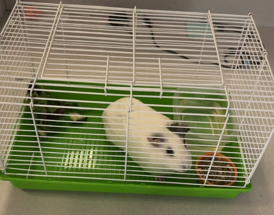 GINNY PIG